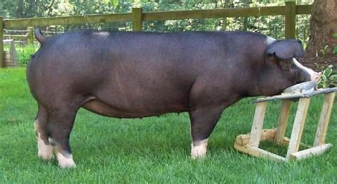 poland china hog